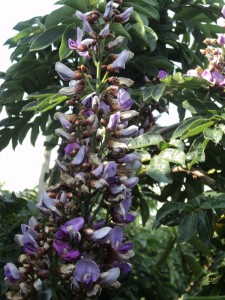 Millitia grandis flower