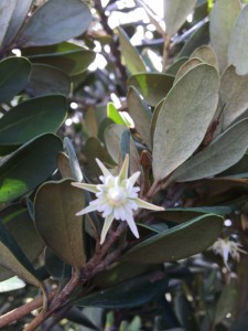 Mimusops caffra flower A