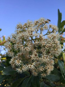 Nuxia floribunda flower