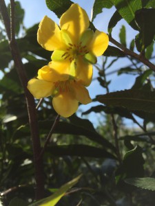 Ochna natalatia flower (1)