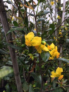 Ochna natalitia flower
