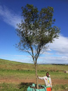 Olea africana 1000L (1)