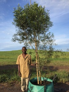 Olea africana 250L