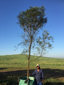 Olea africana 500L A