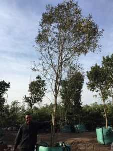 Olea africana 500L B