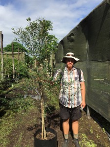 Olea africana 50L