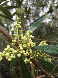 Olea africana flower