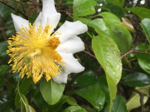Oncoba spinosa flower