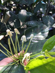 Oxyanthus speciosus flower