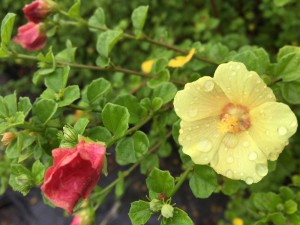 Pavonia praemorsa flower