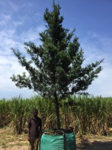 Podocarpus latifolius 1000L
