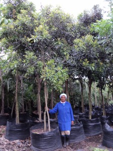 Protorhus longifolia 500L