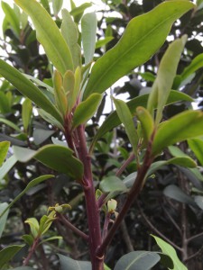 Rapanea melanophloea leaves