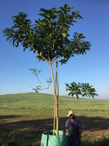 Rauvolfia caffra 500L