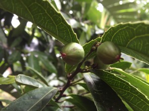 Rawsonia lucida fruit