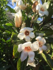 Rothmania capensis flowers