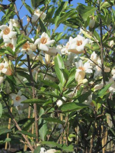 Rothmania globosa Flower