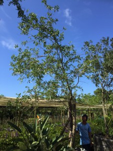 Schotia brachypetala 1000L