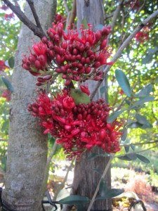 Schotia brachypetala flower