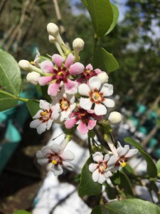Schrebera alata flower