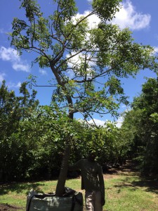 Sclerocarya birrea 1000L