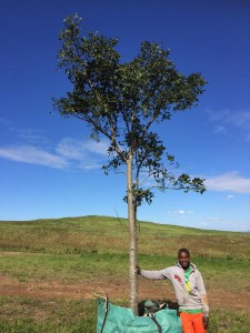 Sclerocarya birrea 1000L