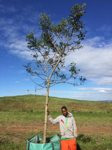 Sclerocarya birrea 500L