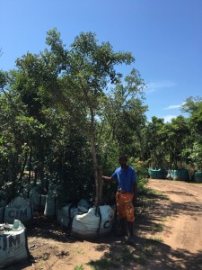 Sclerocarya birrea Marula 500L
