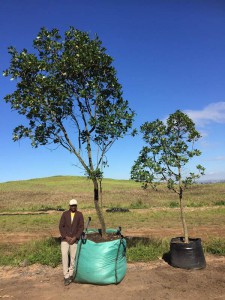 Sideroxylon inerme 1000L