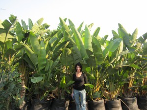 Strelitzia nicolai 100L