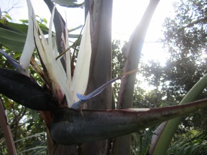 Strelitzia nicolai flower