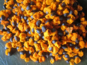 Strelitzia nicolai seeds