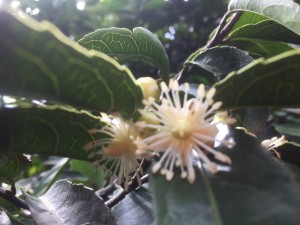 Syzigium cordatum flower