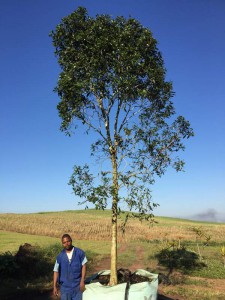 Syzigium guineense 1000L
