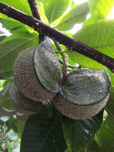 Tabernaemontana elegans fruit