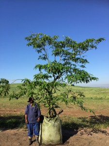 Tabernaemontana ventricosa 500L