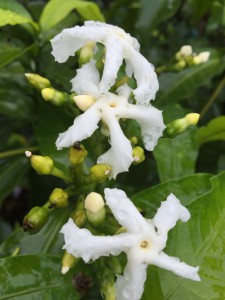 Tabernaemontana ventricosa flower