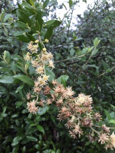 Tarchonanthus camphoratus flower