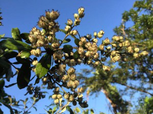 Tarchonanthus camphoratus seed