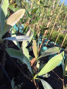 Terminalia sericea leaf