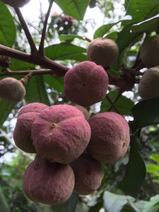 Trichelia dregeana fruit