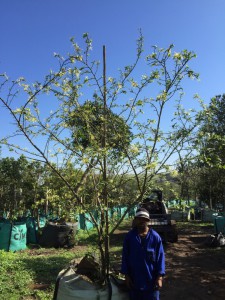 Turrea floribunda 500L