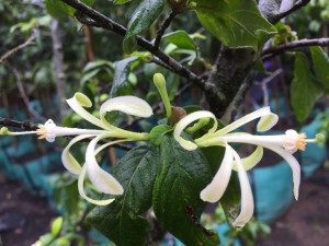 Turrea floribunda flower