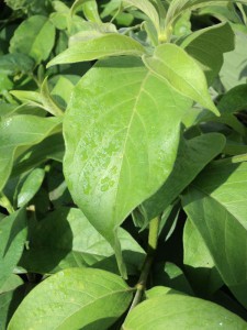 Vangueria infausta leaf