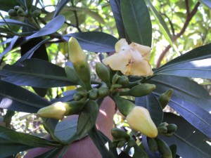 Voacanga thoarsii flower