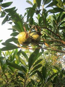 Voacanga thoarsii fruit