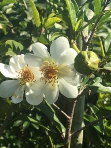 Xylotheca kraussiana flowers (1)
