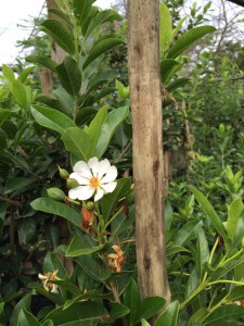 Xylotheca kraussiana flowers