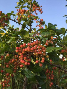 Zanthoxylum capense fruit