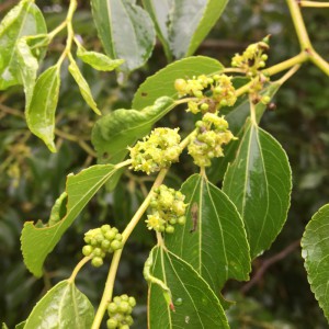 Ziziphus mucronata flower